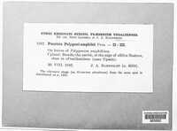 Puccinia polygoni-amphibii image